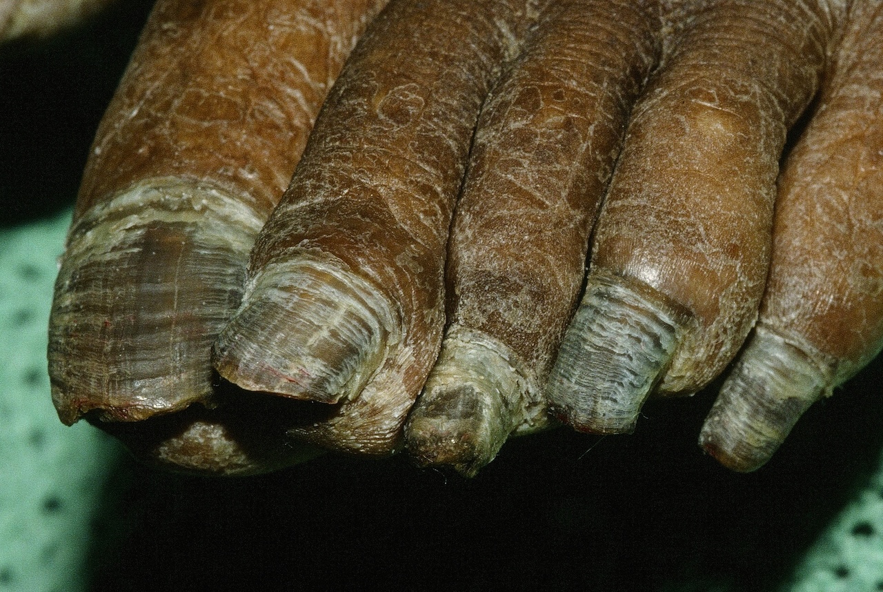 Old Age Nails